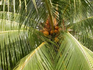 coconut tree