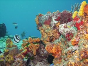 Barbados Coral Reef