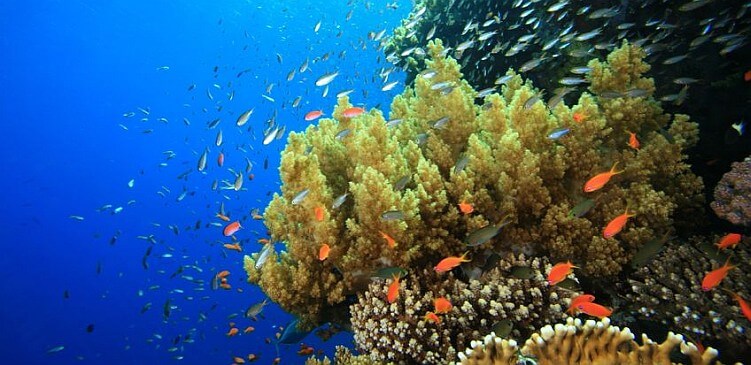 underwater-barbados