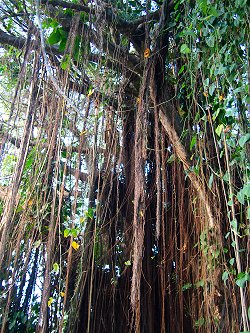 Bearded Fig Ree 10 Things You May Not Know About Barbados