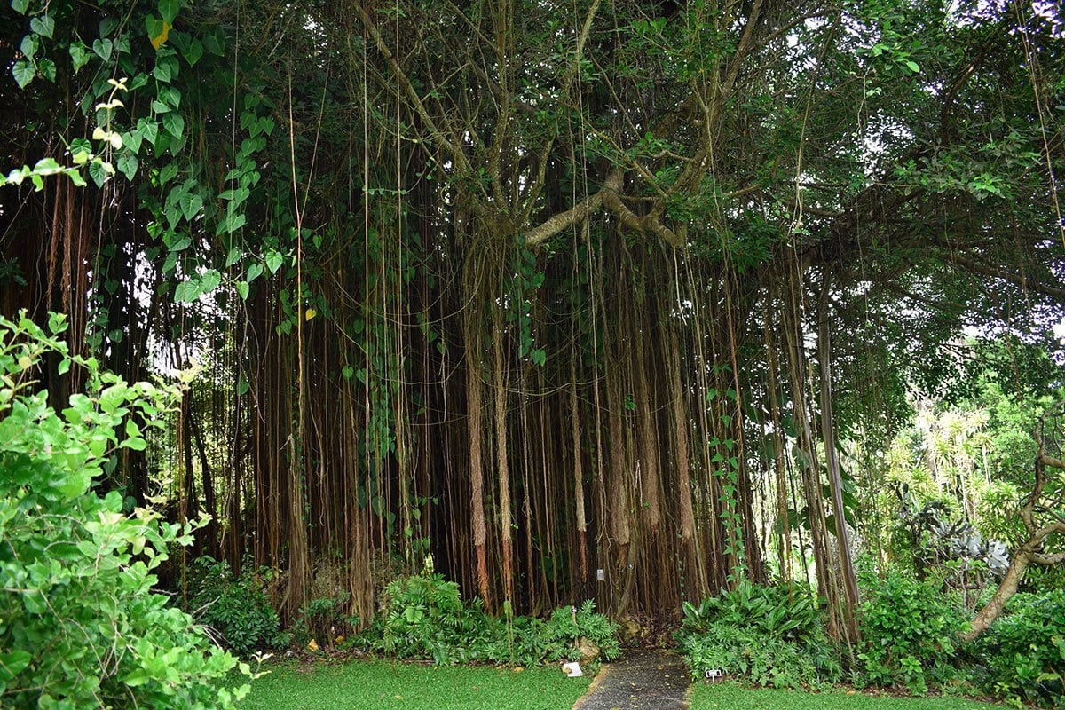 Bearded-Fig-Tree-at-Andromeda-Botanic-Gardens