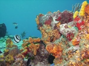 Discover The Popular Coral Reefs and Ship Wrecks of Barbados