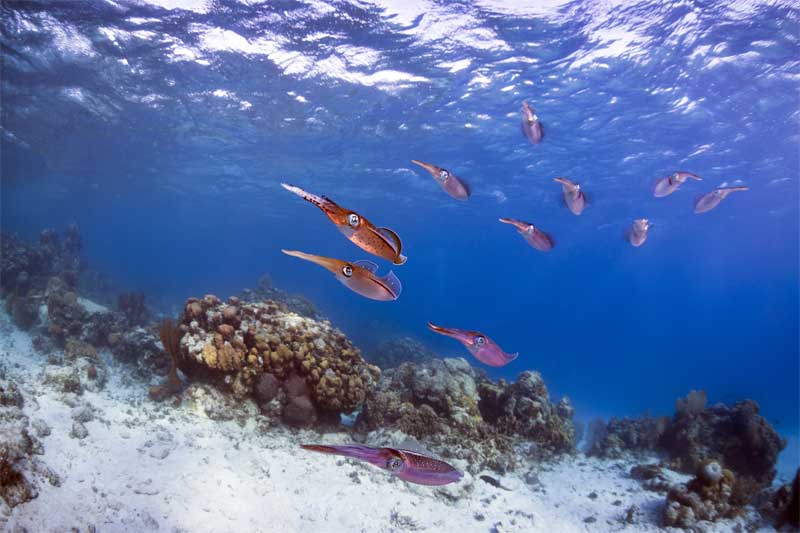 Discover more of Barbados’ Coral Reefs and Shipwrecks